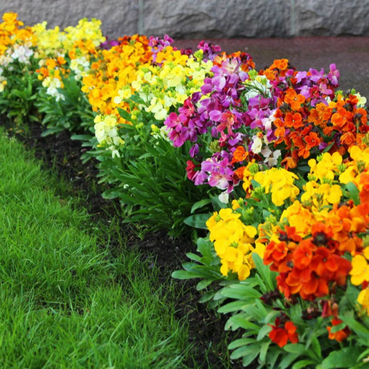 Wallflower Seeds - Mix (WINTER)
