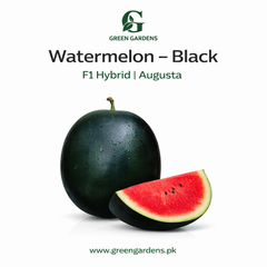 Watermelon Seeds - Augusta F1 Hybrid (SUMMER) تربوز