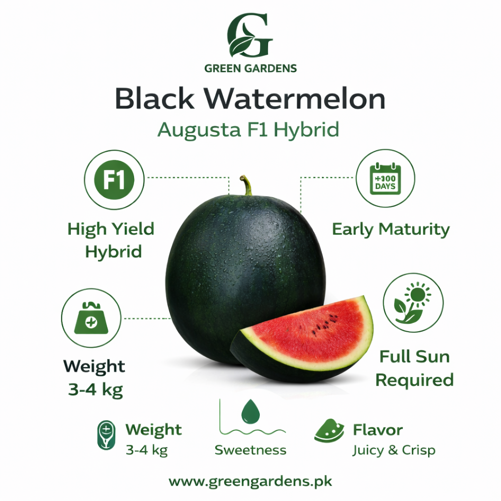 Watermelon Seeds - Augusta F1 Hybrid (SUMMER) تربوز