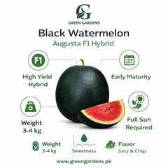 Watermelon Seeds - Augusta F1 Hybrid (SUMMER) تربوز