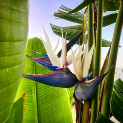 Bird of Paradise Seeds - WHITE (PACK OF 3) (WINTER/ SUMMER)