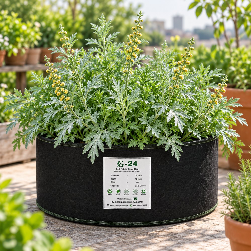 Healthy Wormwood Artemisia absinthium plant with finely divided aromatic silver-grey foliage – perennial herb seeds for home gardening in Pakistan