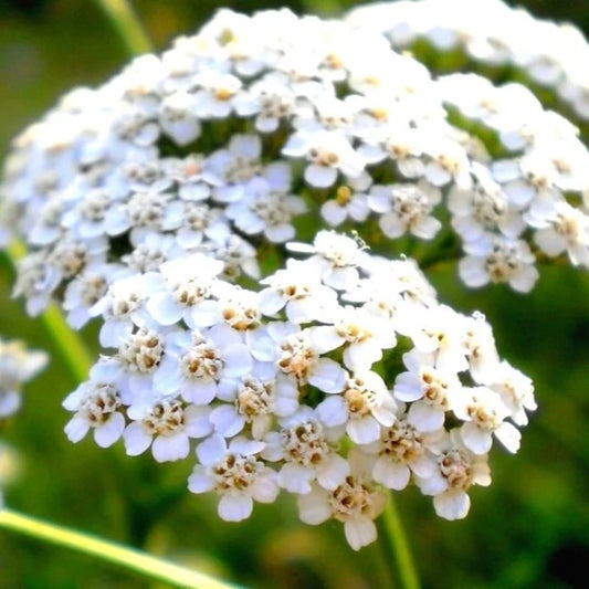 Yarrow White - Achillea Millefolium By Horti Tops®