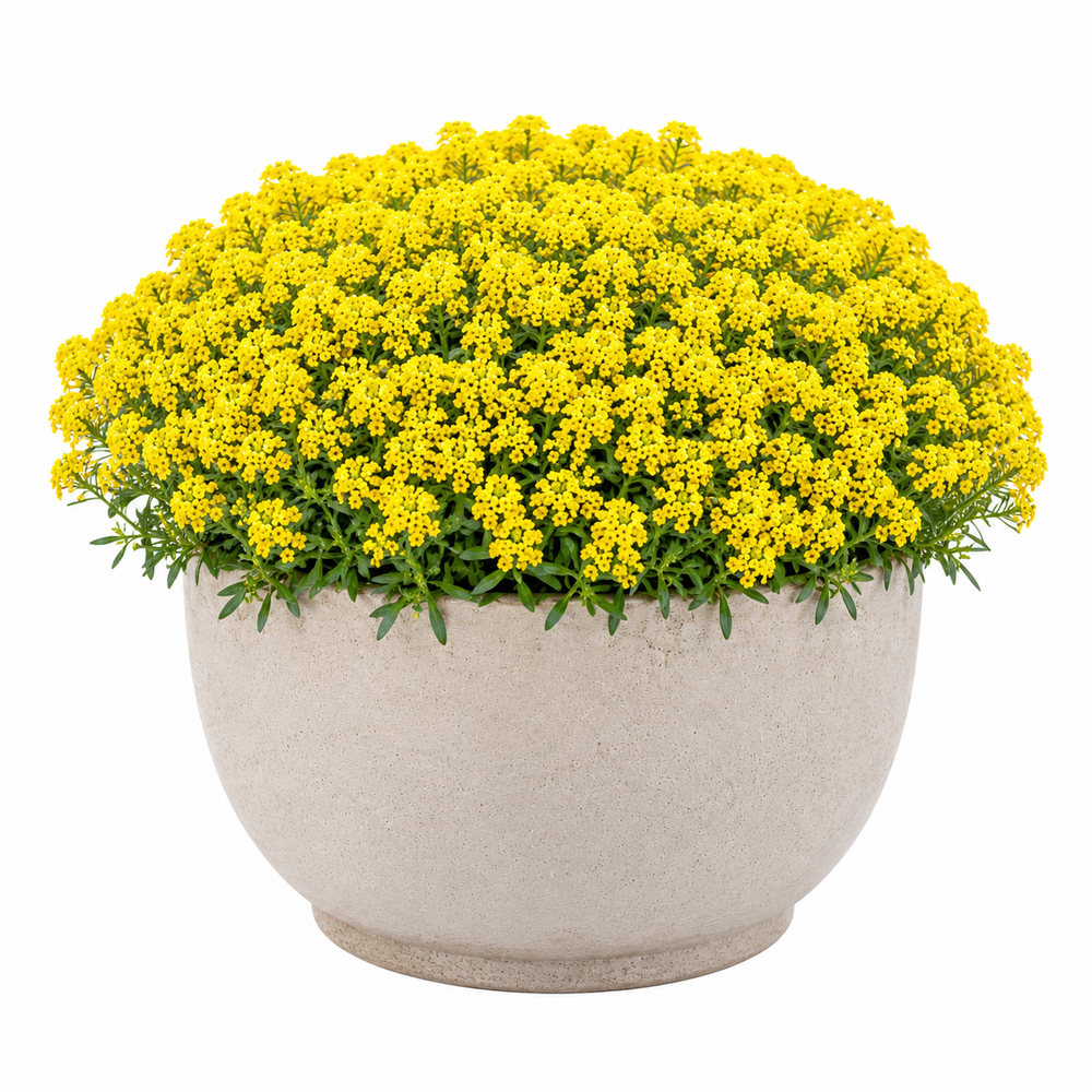 Yellow Alyssum flowers in full bloom grown as a dense flowering plant – Alyssum Yellow Seeds Pakistan