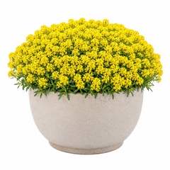 Yellow Alyssum flowers in full bloom grown as a dense flowering plant – Alyssum Yellow Seeds Pakistan