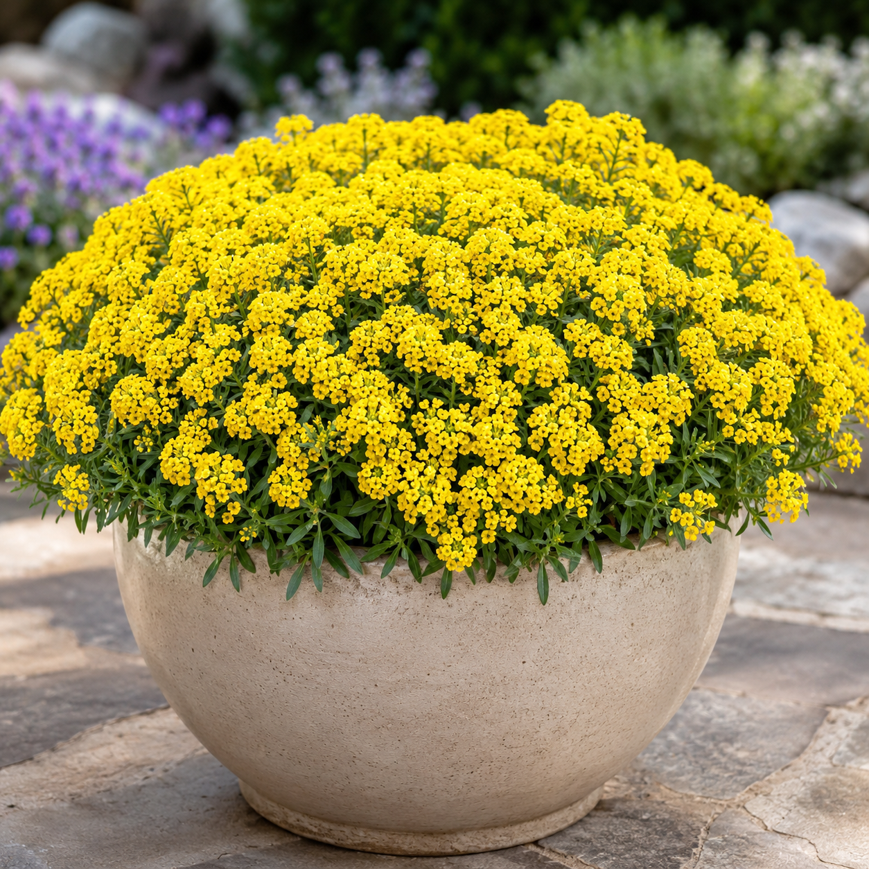 Yellow Alyssum flowers in full bloom grown as a dense flowering plant – Alyssum Yellow Seeds Pakistan