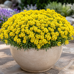 Yellow Alyssum flowers in full bloom grown as a dense flowering plant – Alyssum Yellow Seeds Pakistan