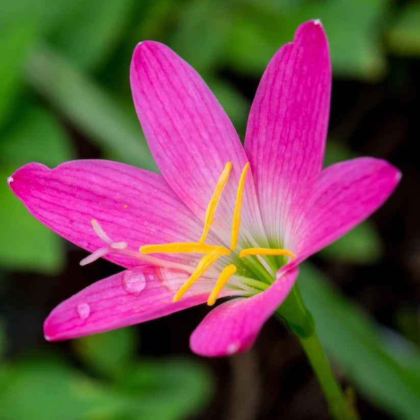 Pink Rain Lily – Zephyranthes Rosea Bulbs | Pack of 10 Bulbs