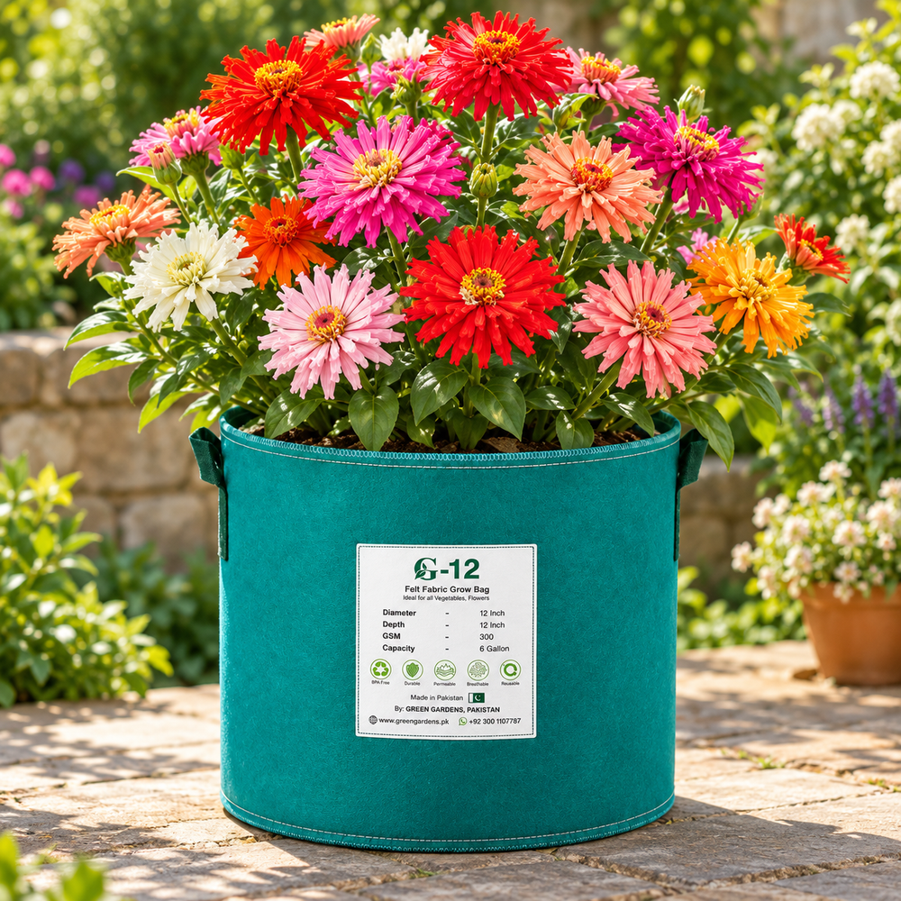 Zinnia Burpeeana Mix with large colourful chrysanthemum-flowered double blooms – summer flower seeds for beds cut flowers pots and grow bags in Pakistan