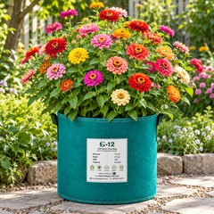 Zinnia Button Box with colourful button-like cut-and-come-again flowers – summer seeds for beds pots cut flowers and grow bags in Pakistan