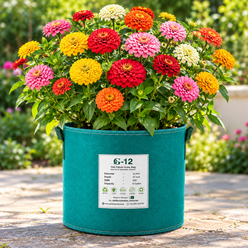 Zinnia California Giant Mix with large colourful double and semi-double summer flowers – seeds for beds cut flowers and grow bags in Pakistan