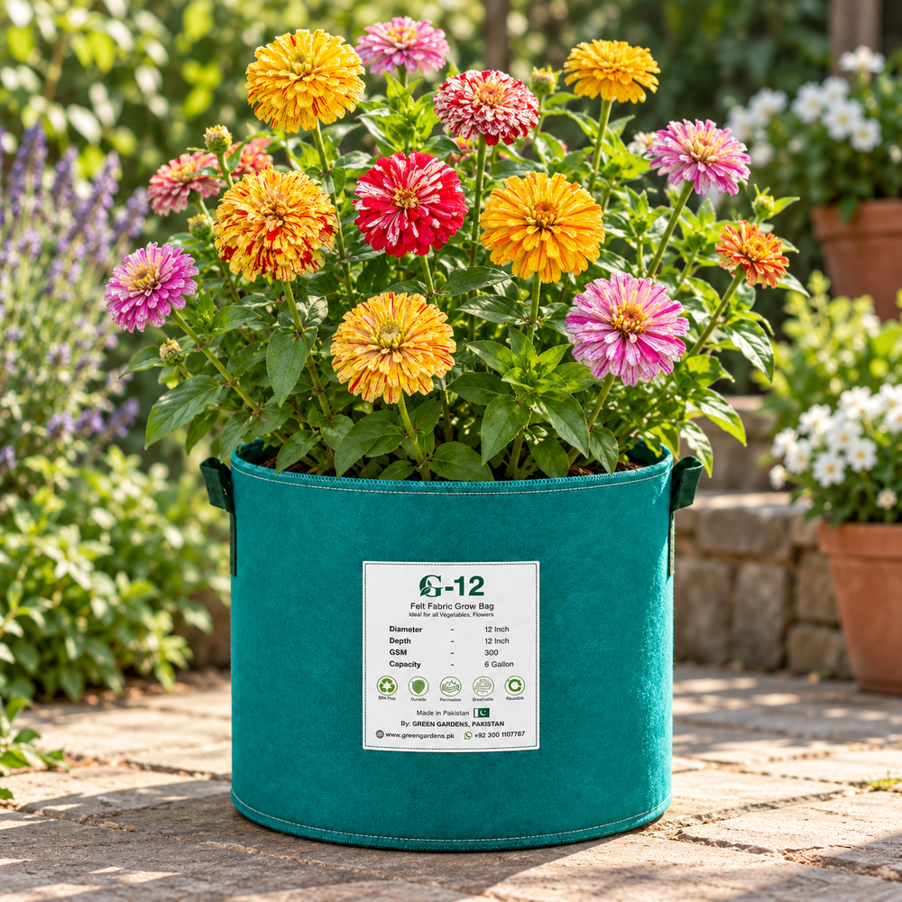 Zinnia Candy Stripe with colourful striped and splashed summer flowers – seeds for beds cut flowers pots and grow bags in Pakistan