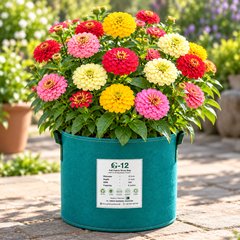 Zinnia Elegans Dahlia Mix with large colourful double dahlia-style summer flowers – seeds for beds cut flowers pots and grow bags in Pakistan