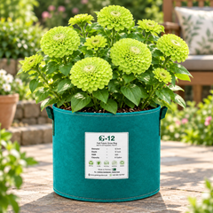 Zinnia Elegans Green with distinctive lime-green summer flowers – seeds for sunny beds cut flowers containers and grow bags in Pakistan