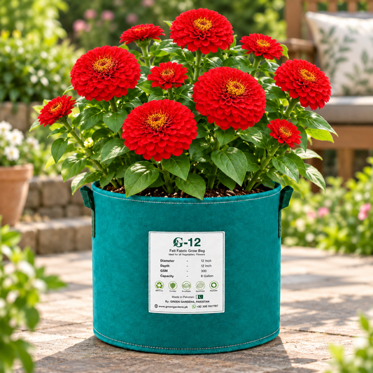 Zinnia Elegans Red with vibrant red summer flowers – seeds for sunny beds borders cut flowers containers and grow bags in Pakistan