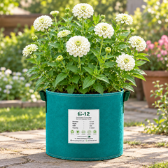 Zinnia Elegans White with elegant white summer flowers – seeds for sunny beds borders cut flowers containers and grow bags in Pakistan