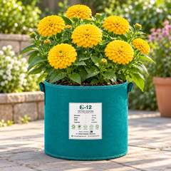Zinnia Elegans Yellow with bright yellow summer flowers – seeds for sunny beds borders cut flowers containers and grow bags in Pakistan