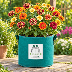 Zinnia Haageana Persian Carpet Mix with warm bicolour yellow orange red bronze and mahogany flowers – summer seeds for beds pots and grow bags in Pakistan