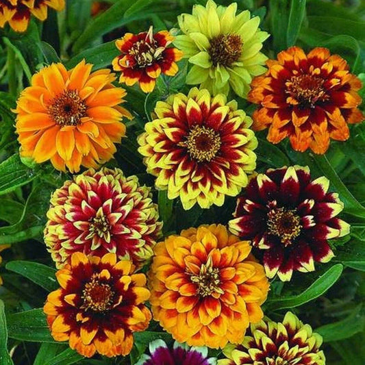 Zinnia Haageana Persian Carpet Seeds - Mix (SUMMER)