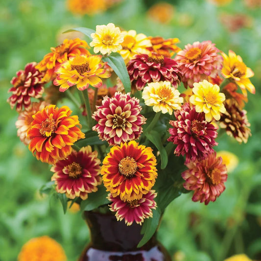 Zinnia Haageana Persian Carpet Seeds - Mix (SUMMER)