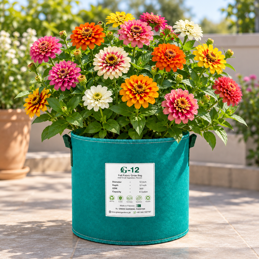 Zinnia Swirls Mixed flowers with colourful red yellow pink and white bicolour double and semi-double blooms growing on healthy branching plants – summer flower seeds Pakistan