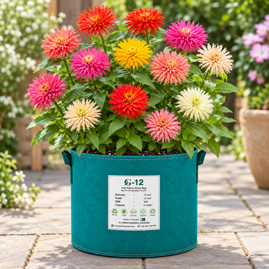 Zinnia Cactus Flowered Mix with large colourful narrow-petalled blooms – summer flower seeds for beds cut flowers pots and grow bags in Pakistan