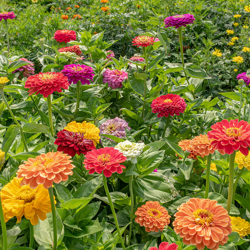 Zinnia Elegans Dahlia Seeds -  Mix  (SUMMER)