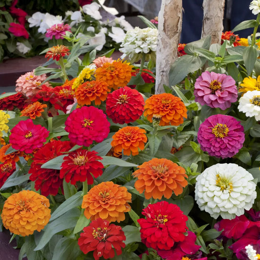 Zinnia Elegans Dahlia Seeds -  Mix  (SUMMER)