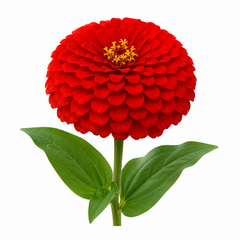 Zinnia Elegans Seeds- Red  (SUMMER)