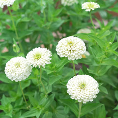 Zinnia Elegans Seeds- White  (SUMMER)