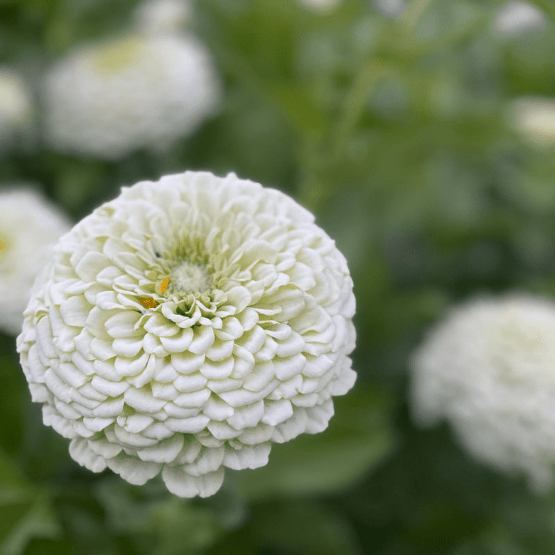 Zinnia Elegans Seeds- White  (SUMMER)