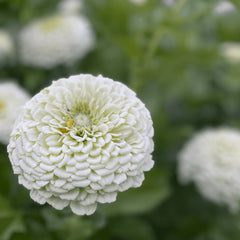 Zinnia Elegans Seeds- White  (SUMMER)