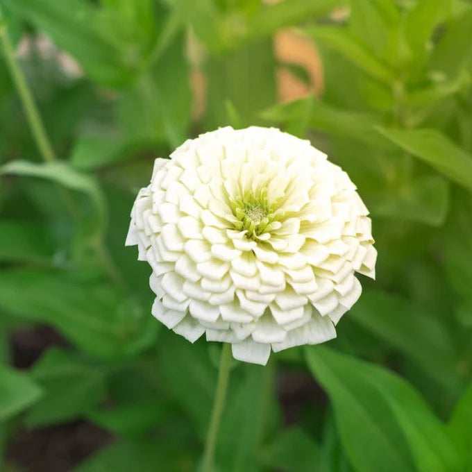 Zinnia Elegans Seeds- White  (SUMMER)