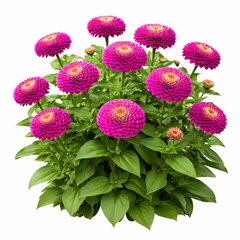 Zinnia Dahlia Violet Queen Seeds - Purple (SUMMER)