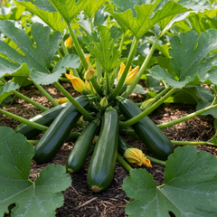 Zucchini Dark Green - (Italian)