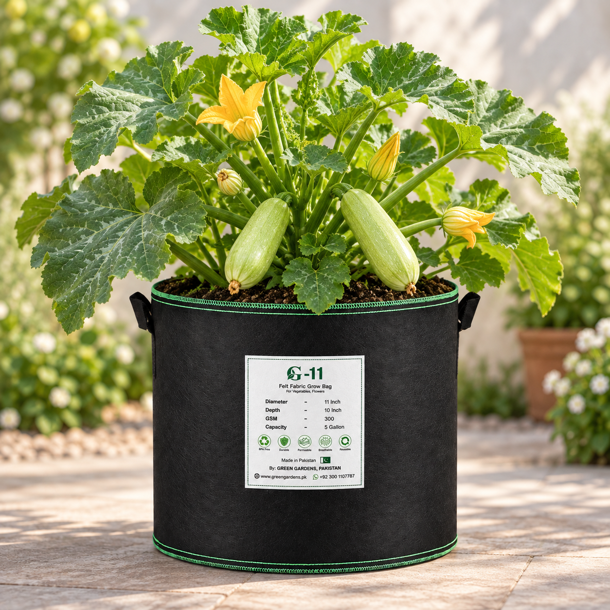 Tender light-green Zucchini Squash growing on a healthy F1 Hybrid plant – Maro Kadu seeds for winter and summer kitchen gardening in Pakistan