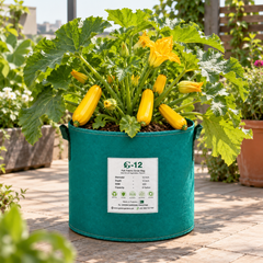 Healthy Golden Zucchini F1 Hybrid plant with smooth bright golden-yellow cylindrical fruits – zucchini seeds for home gardening in Pakistan