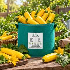 Healthy Golden Zucchini F1 Hybrid plant with smooth bright golden-yellow cylindrical fruits – zucchini seeds for home gardening in Pakistan