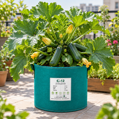 Healthy Dark Green Italian Zucchini plant with smooth cylindrical deep-green fruits – zucchini seeds for home gardening in Pakistan