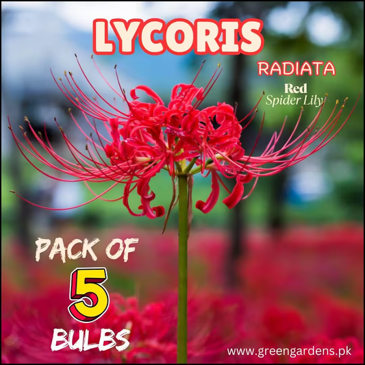 Lycoris Radiata – Red Spider Lily (PACK OF 5 Bulbs)