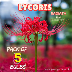 Lycoris Radiata – Red Spider Lily (PACK OF 5 Bulbs)