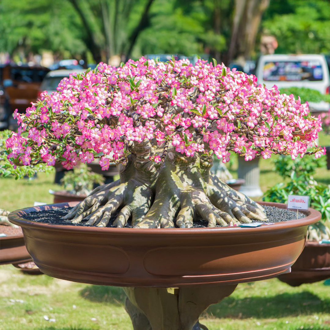 Adenium Arabicum Seeds (PACK OF 5)