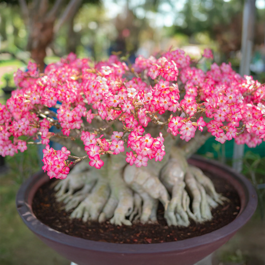 Adenium Arabicum Seeds (PACK OF 5)