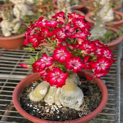 Adenium Arabicum Seeds (PACK OF 5)