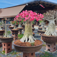 Adenium Arabicum Seeds (PACK OF 5)