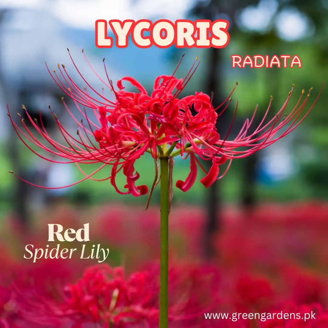 Lycoris Radiata – Red Spider Lily (PACK OF 5 Bulbs)