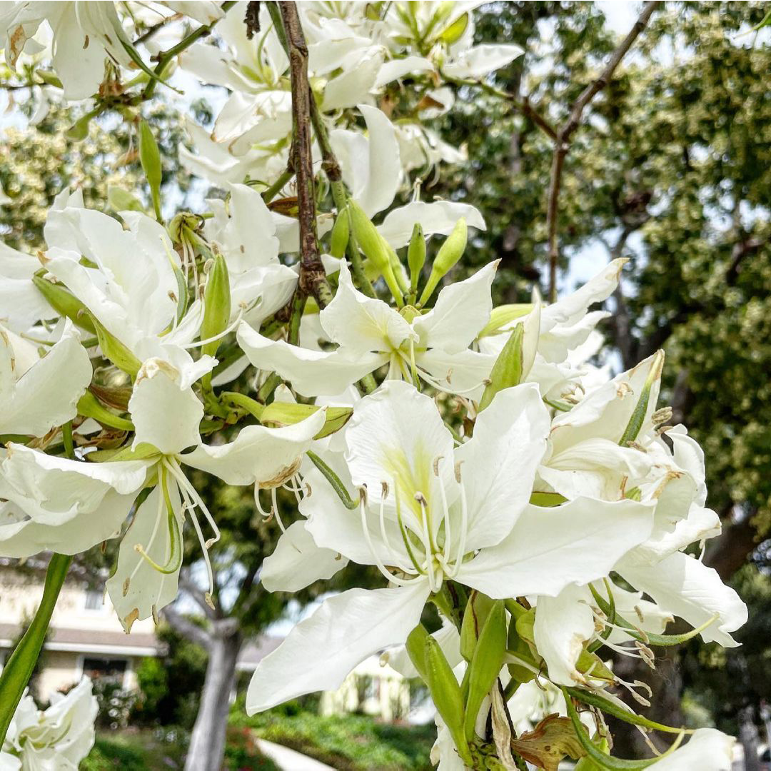 Bauhinina Seeds (WHITE) سفید کچنار