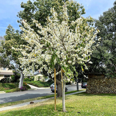 Bauhinina Seeds (WHITE) سفید کچنار