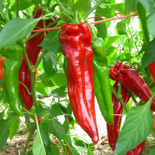 Bull's Horn Pepper Seeds