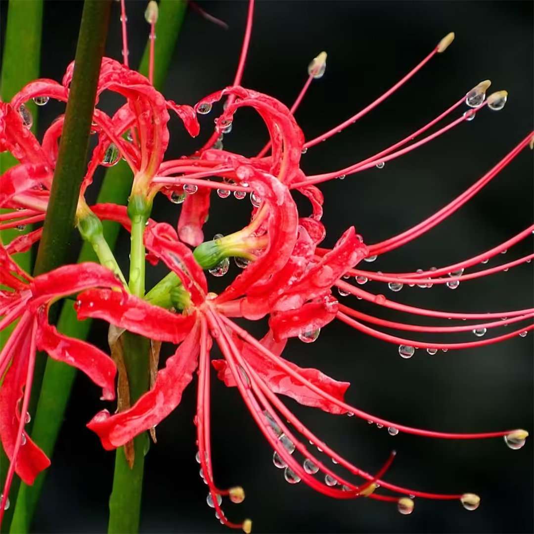 Lycoris Radiata – Red Spider Lily (PACK OF 5 Bulbs)
